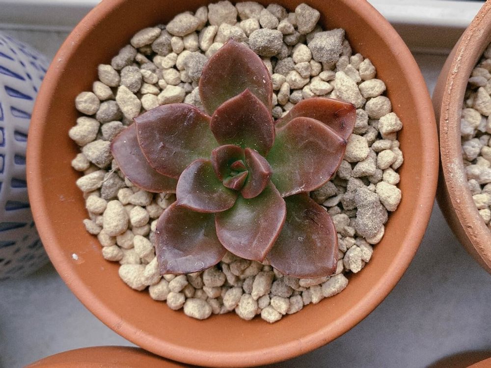 メラコ　鉢植え