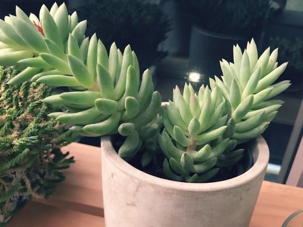 静夜つづり　鉢植え