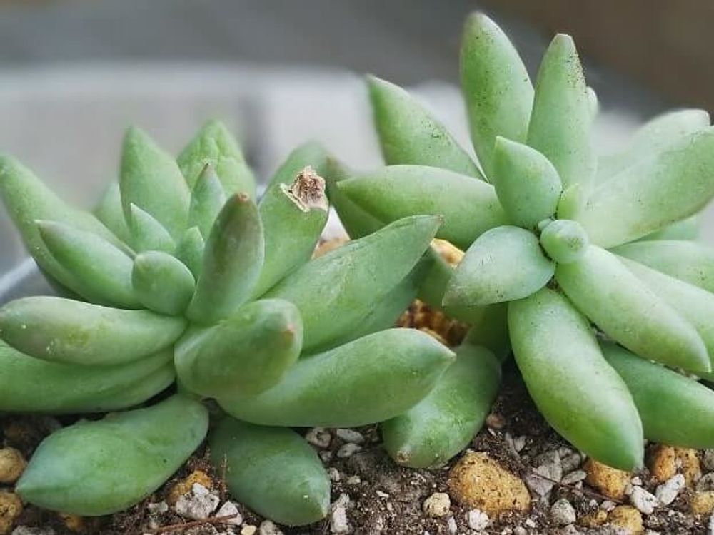 静夜つづり　株