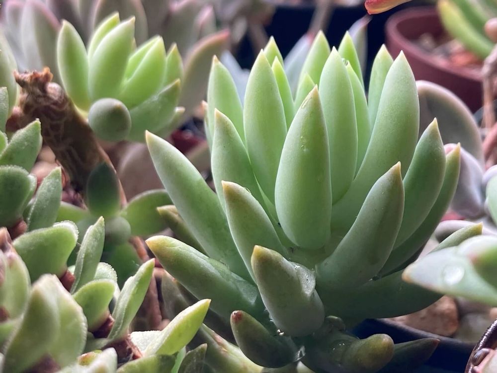 静夜つづり　株　たくさん