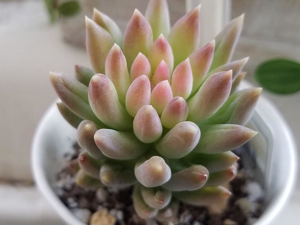 静夜つづり　鉢植え　株