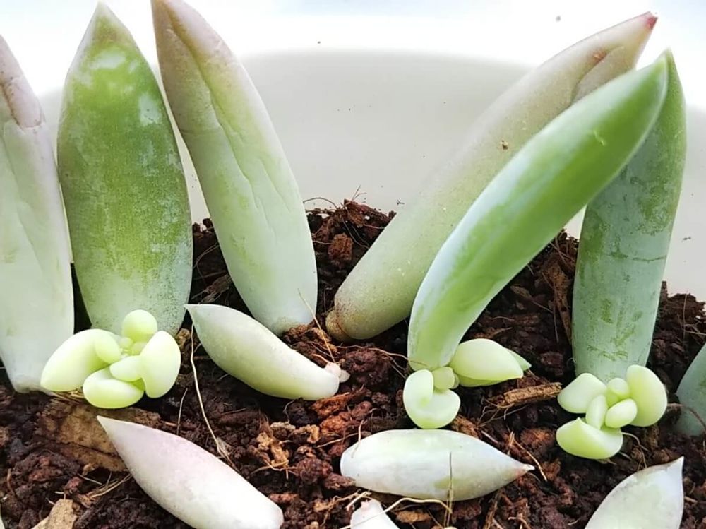 静夜つづり　葉挿し