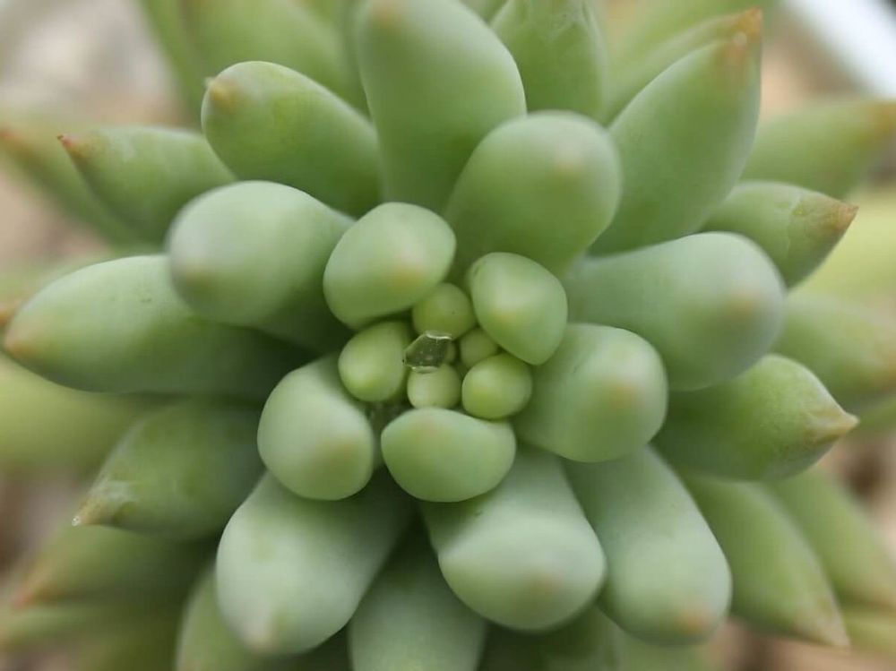 静夜つづり　株