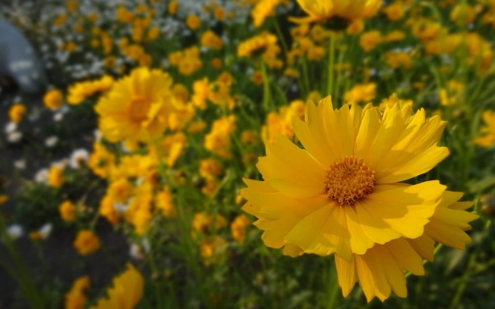 オオキンケイギク