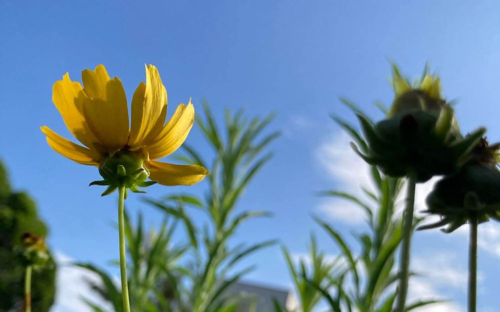 オオキンケイギク