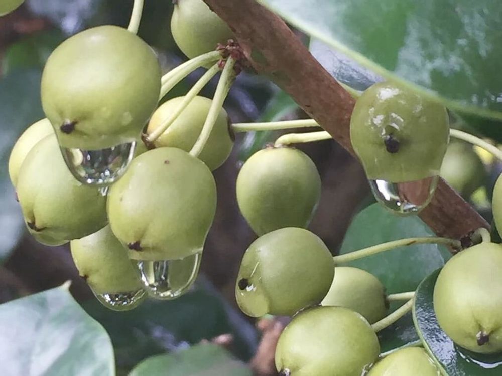 クリスマスホーリー　実　水滴　