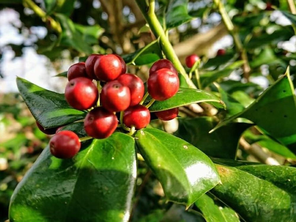 クリスマスホーリー　赤い実