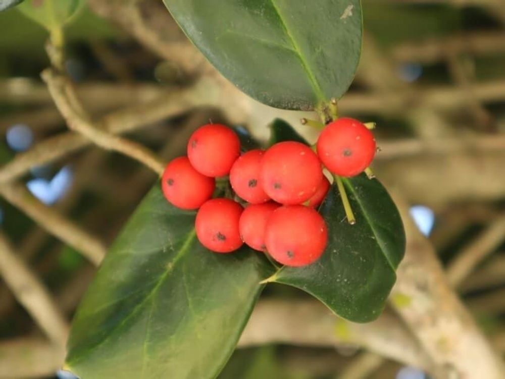 クリスマスホーリー　赤い実