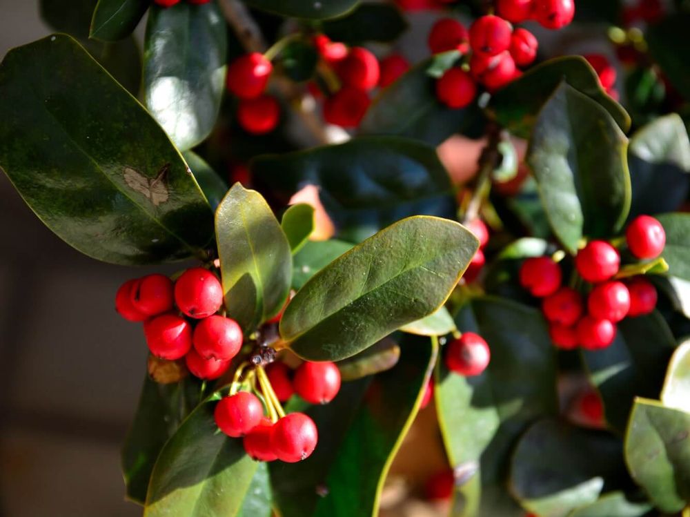 クリスマスホーリー　赤い実　斜光