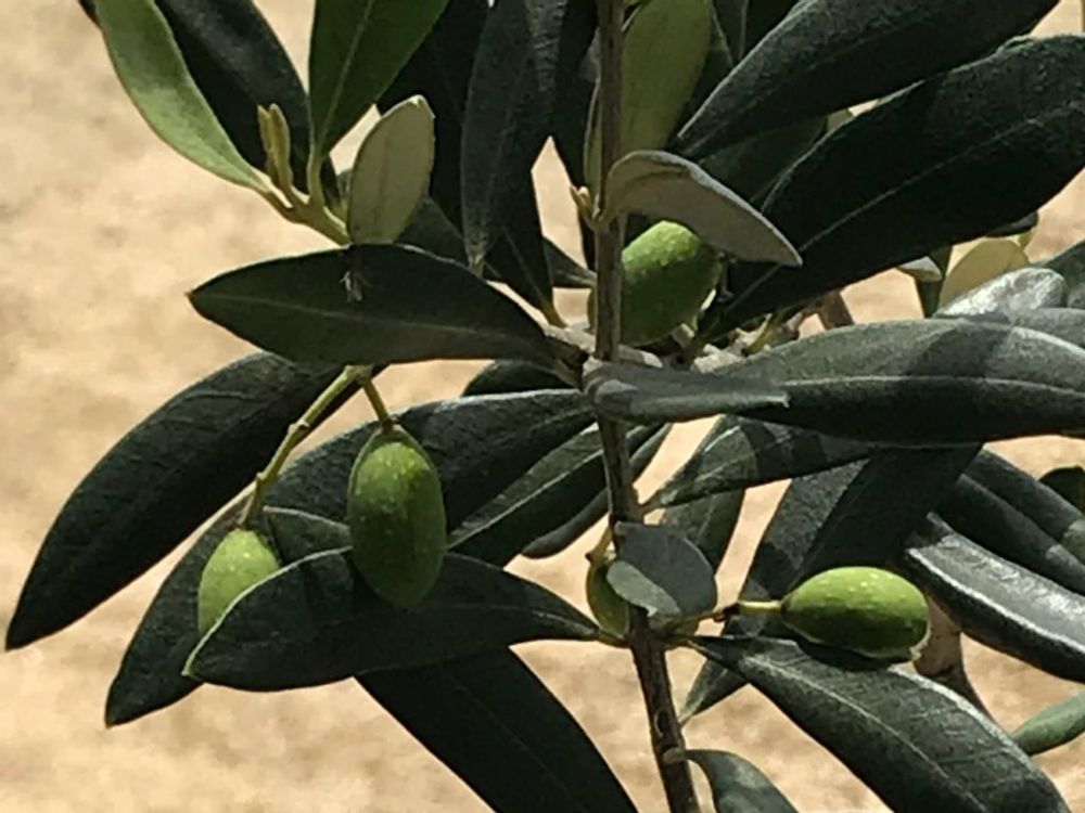 オリーブ・フラントイオ