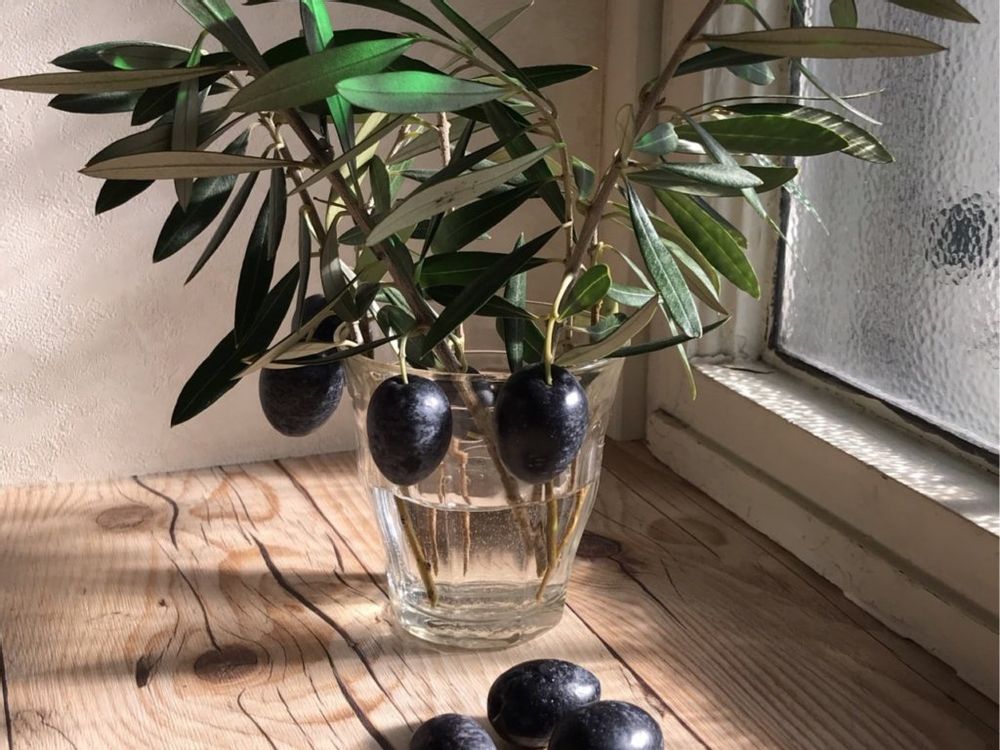 オリーブ・ピクアル 窓際