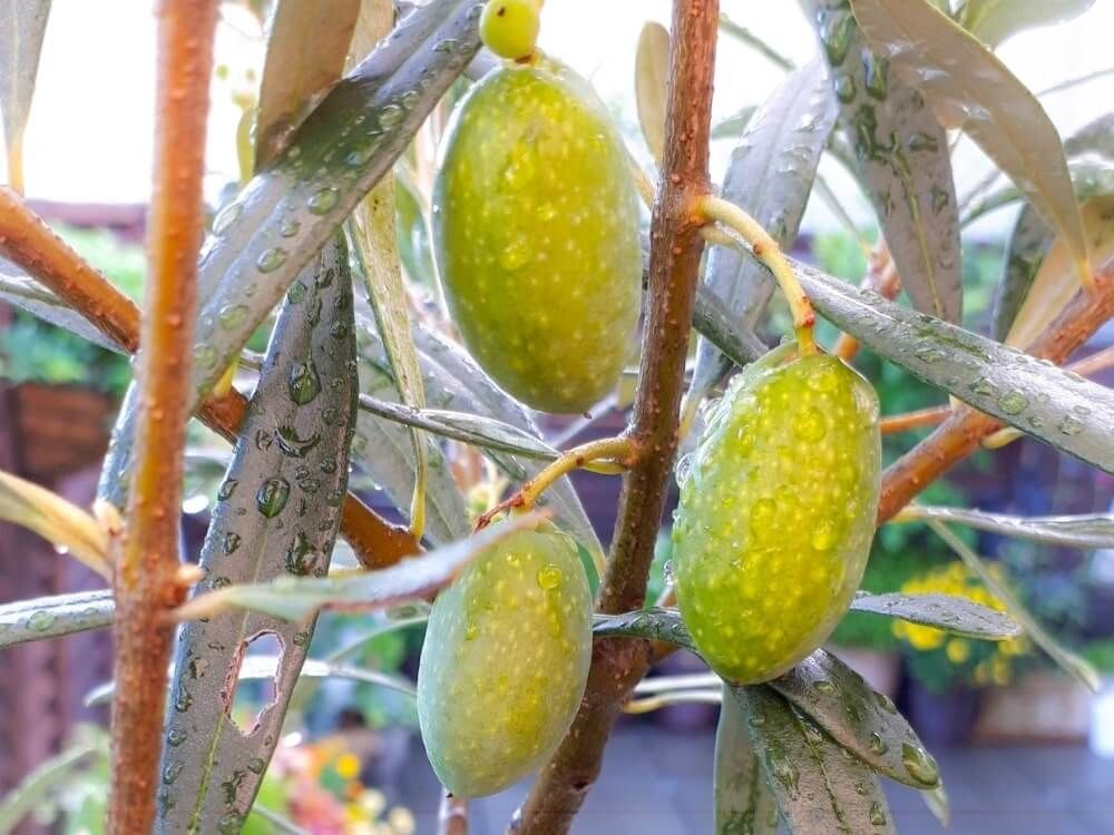 オリーブ・コラティーナ