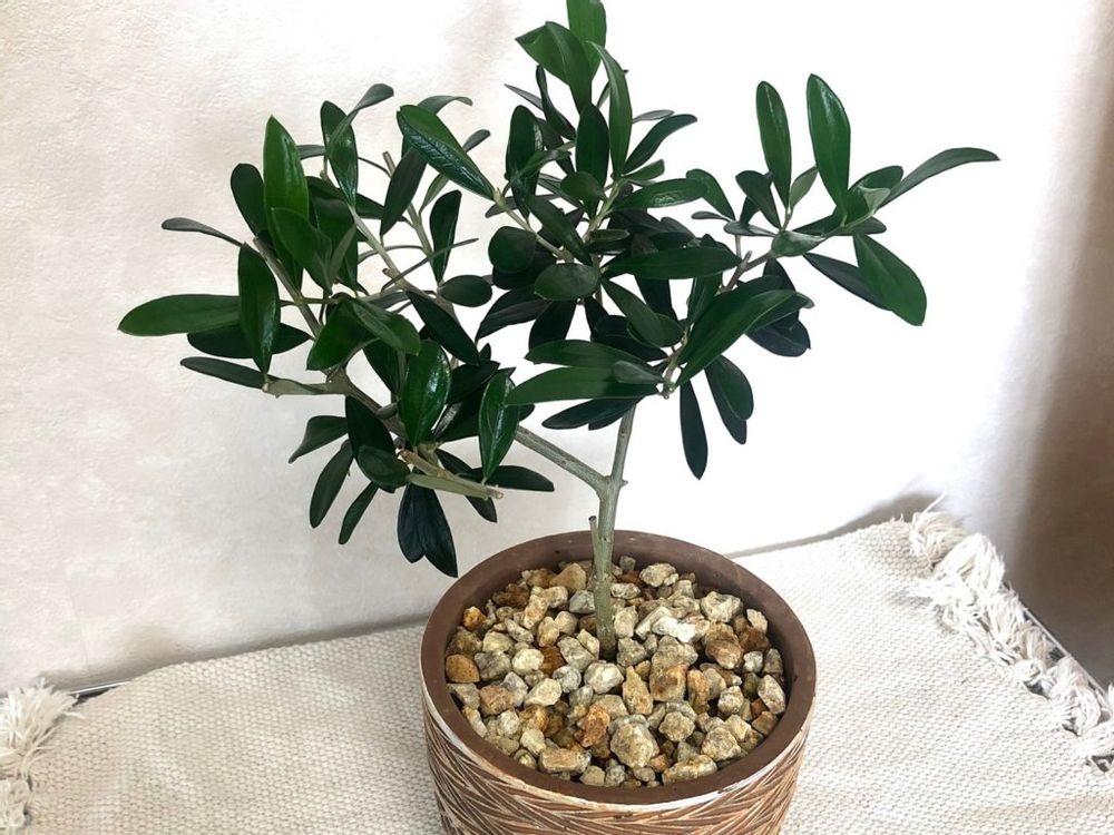 オリーブ・レッチーノ