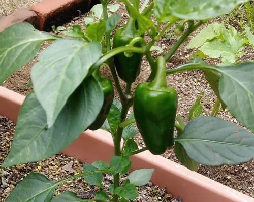 ピーマンの栄養 効果 効能や旬の時期 選び方や保存方法は Greensnap グリーンスナップ