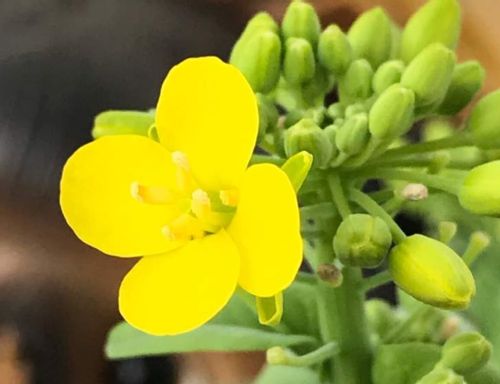 小松菜 コマツナ 栄養 効果 効能や旬の時期 選び方や保存方法は Greensnap グリーンスナップ