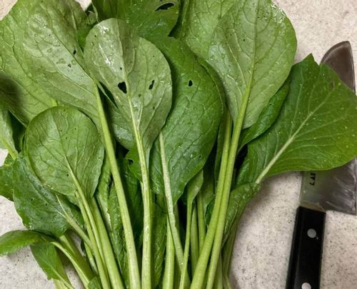 ジャガイモの後作とは おすすめの野菜は サツマイモは大丈夫 Greensnap グリーンスナップ ジャガイモの後作とは おすすめの野菜は サツマイモは大丈夫 Greensnap グリーンスナップ