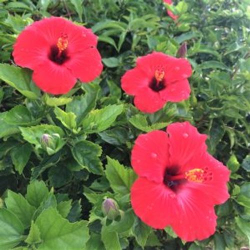 ハイビスカスの剪定 間引きや強剪定の時期や方法は Greensnap グリーンスナップ