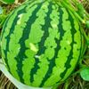 スイカの栄養｜効能・効果や旬の時期、選び方や保存方法は？の画像