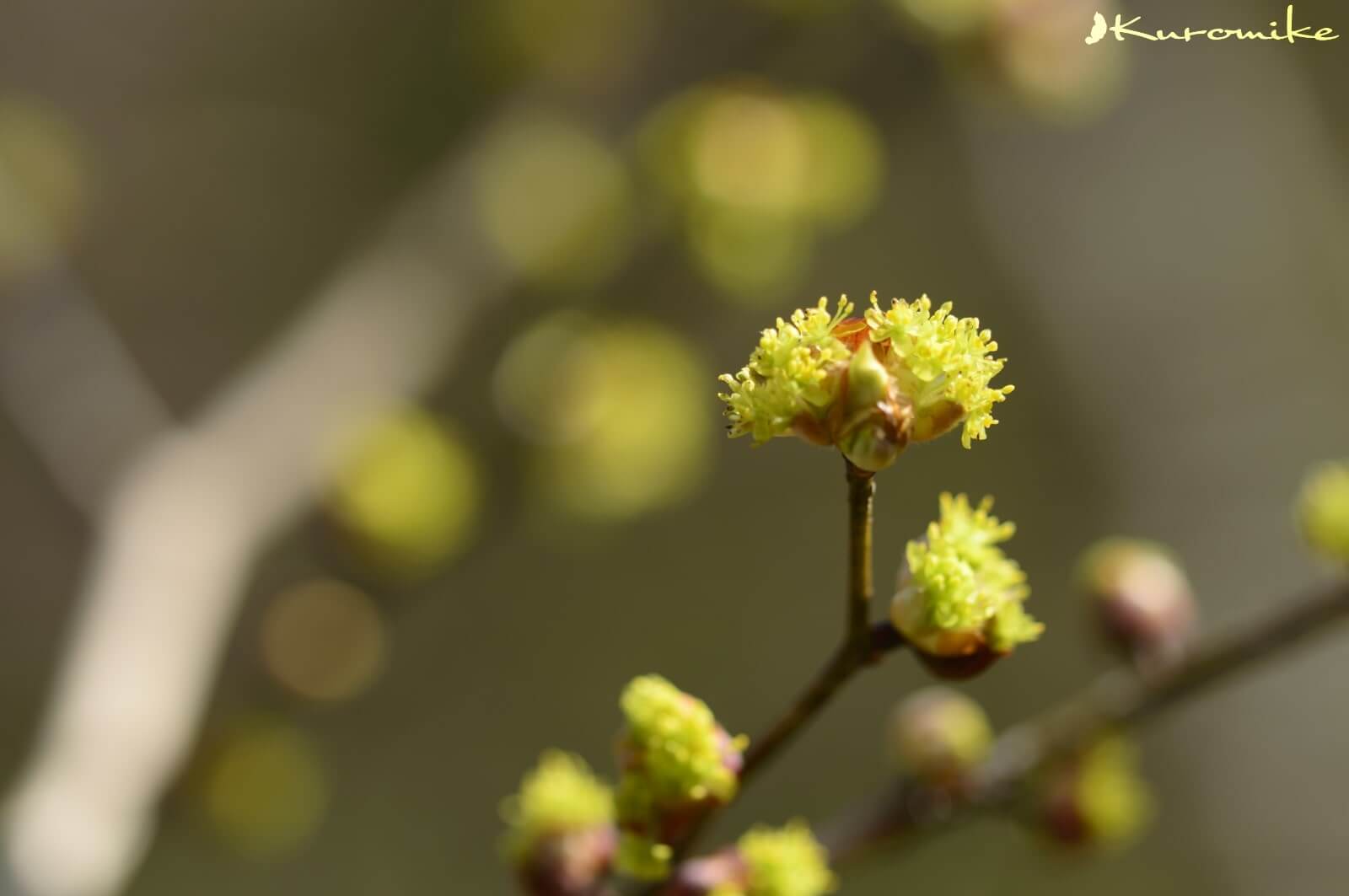 100cm大苗 鉢ごと ダンコウバイ 苗木 苗 檀香梅 庭木 黄色花 白檀の香