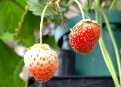 灰色かび病とは 草花や野菜にも要注意 時期や症状 予防と対策は Greensnap グリーンスナップ