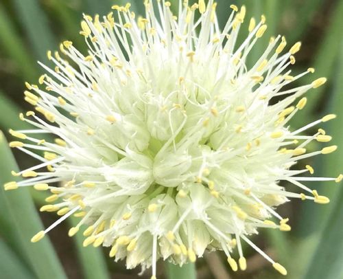 ネギの栄養 効能 効果や旬の時期 選び方や保存方法は Greensnap グリーンスナップ