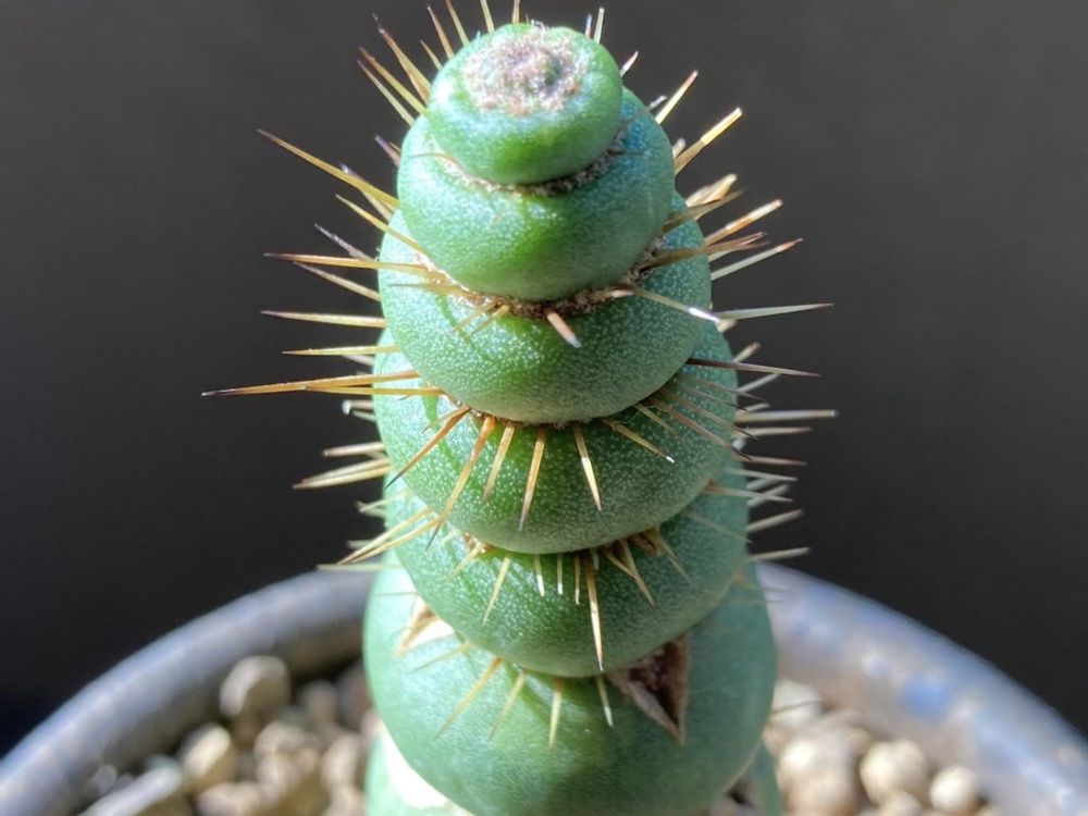 ユーリキニア・カスタネア 株