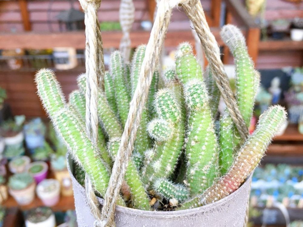 白檀(ビャクダン)　バケツ