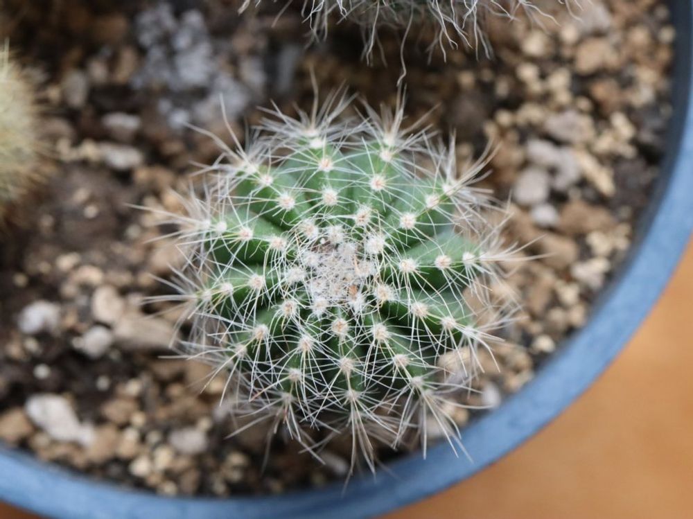 マグニフィクス　株