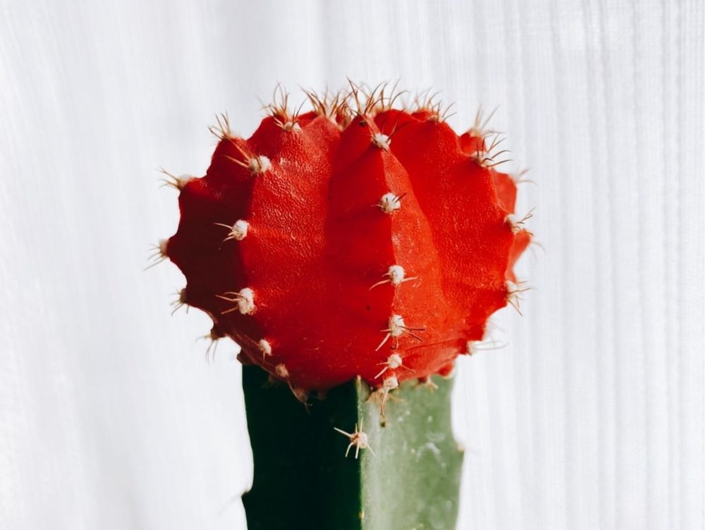 緋牡丹(ヒボタン)　赤い株