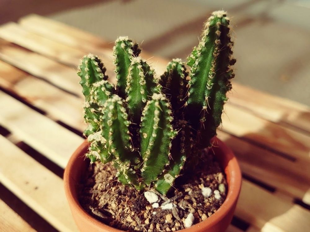 セレウス　鉢植え