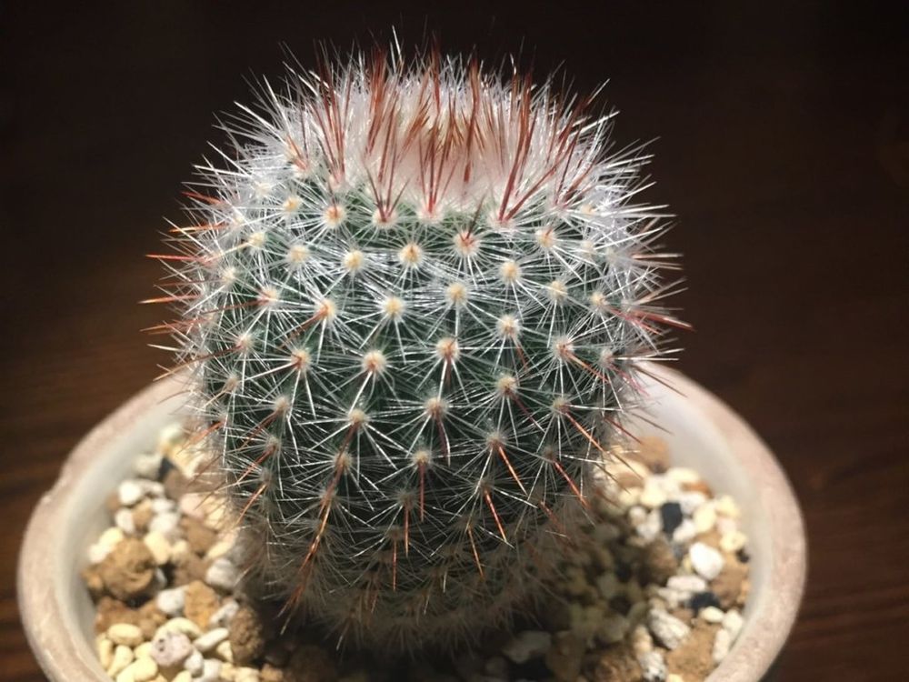 紅小町(ベニコマチ)　鉢植え