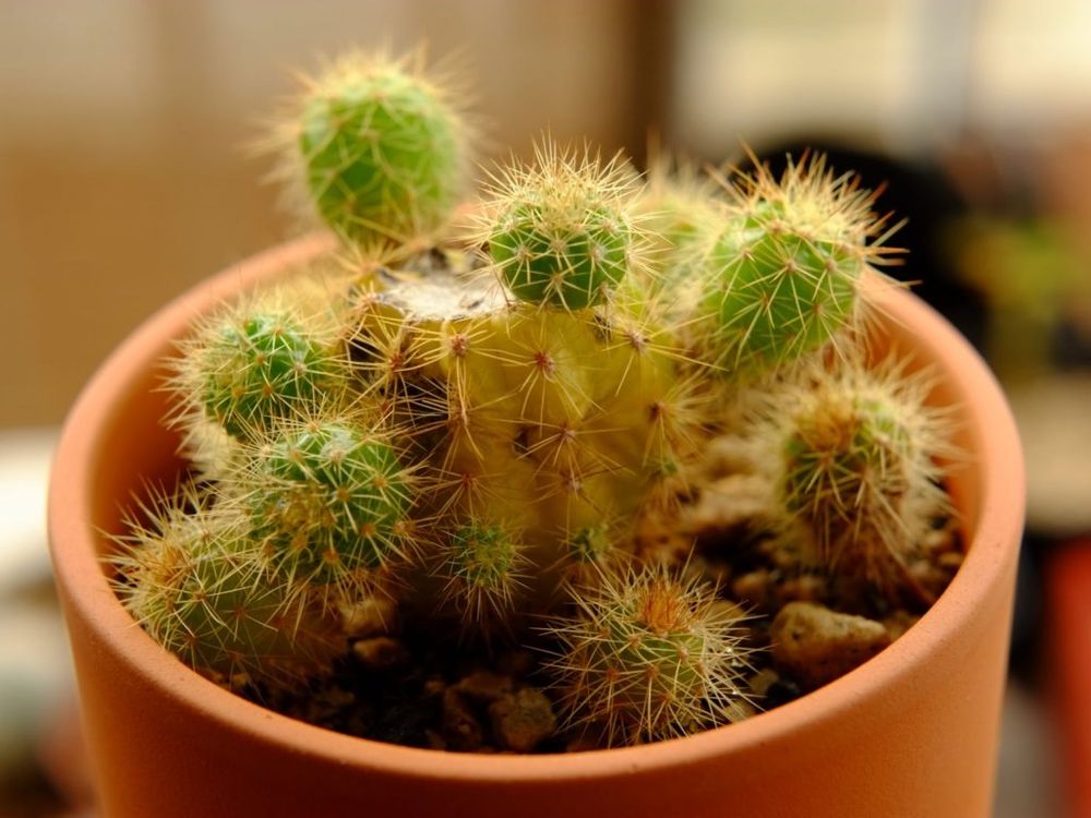 金盛丸　鉢植え