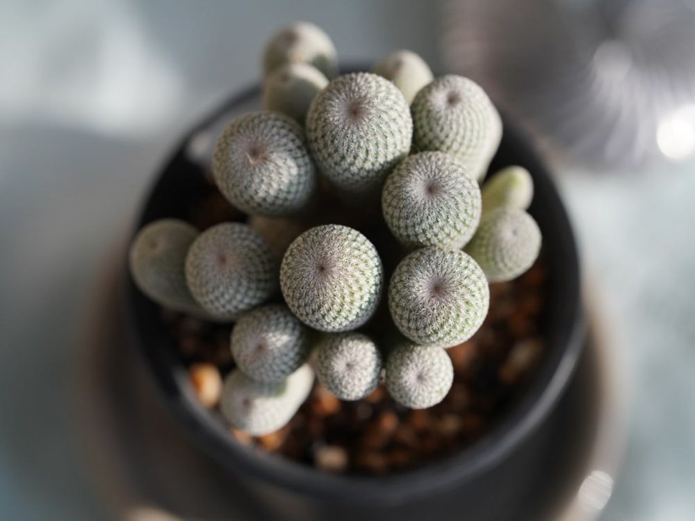 月世界　白い株