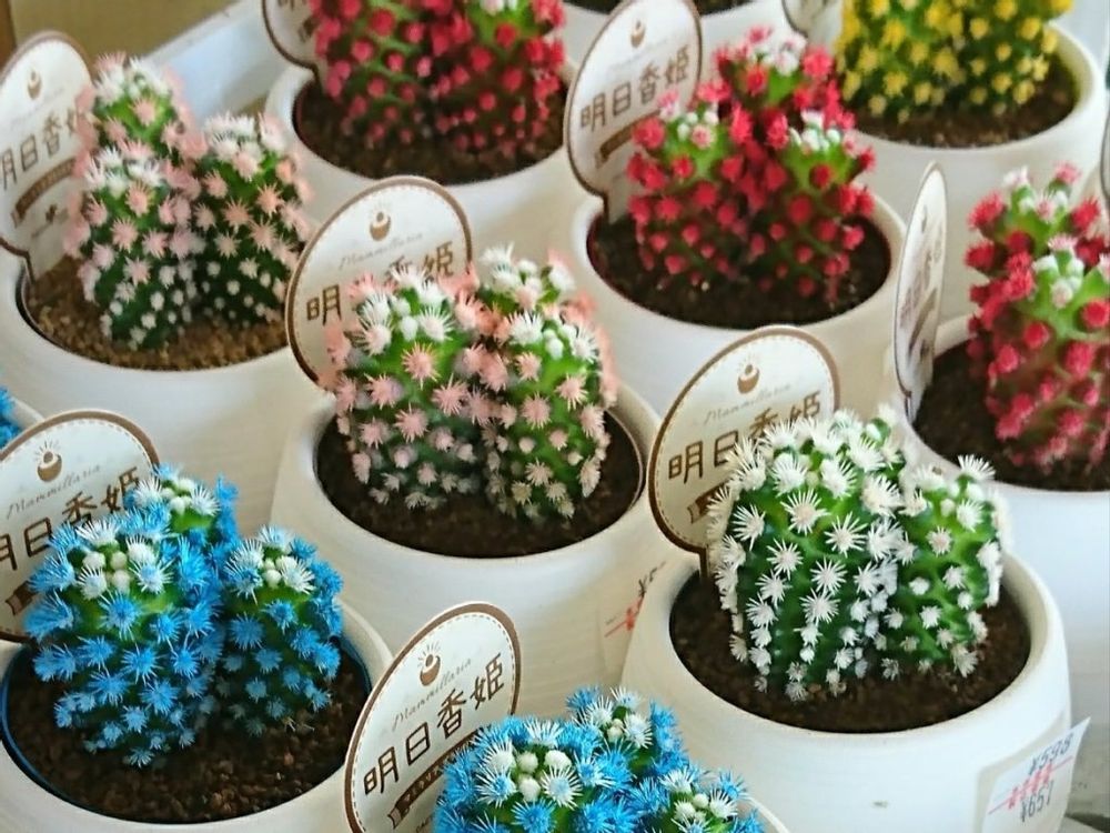 明日香姫　カラフルな株