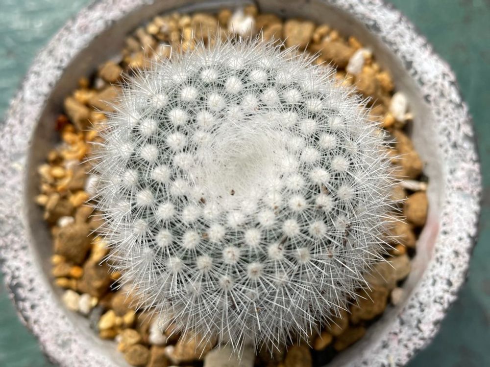 雪晃　白い株　鉢植え