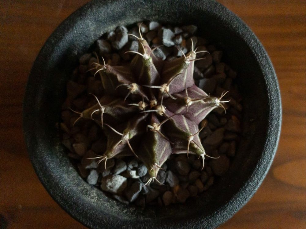 牡丹玉(ボタンギョク)　黒い株