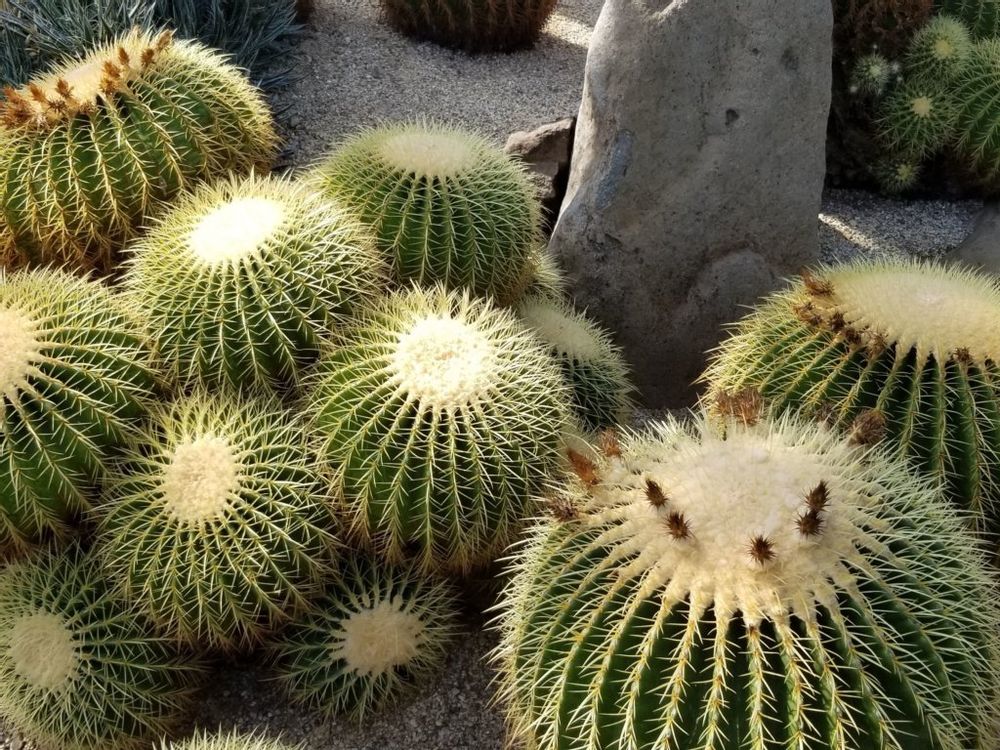 金鯱（キンシャチ）　株