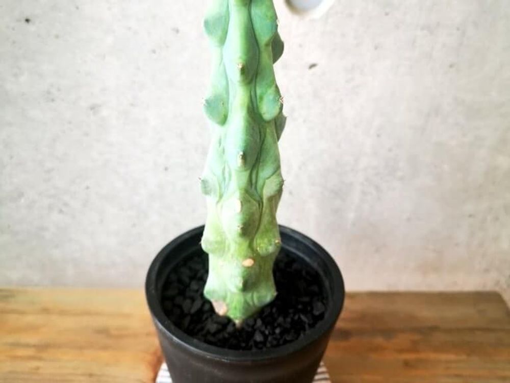 竜神木　緑色の株