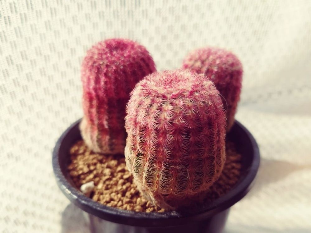 紫太陽　紫色の株