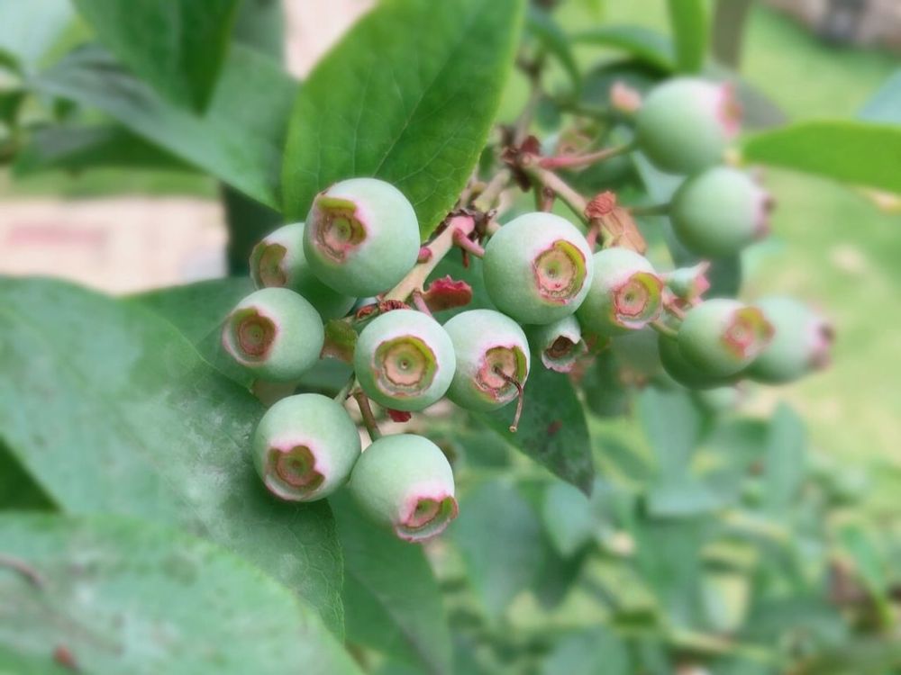 バルドウィン　実