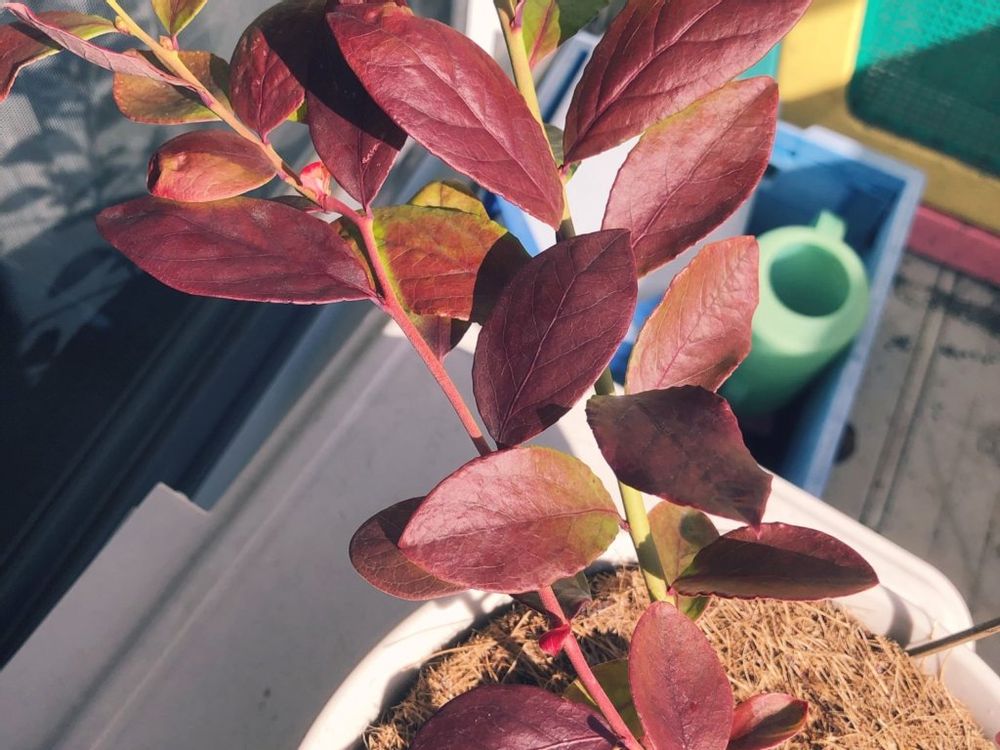 ブリジッタ　紅葉