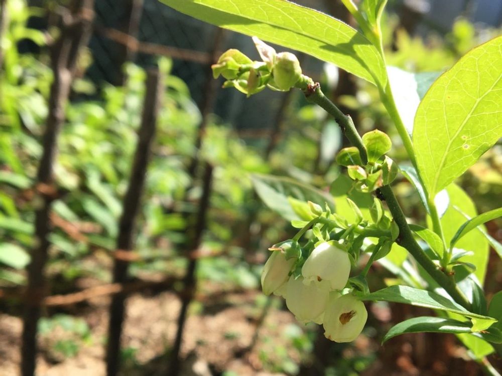 ジョージアジェム