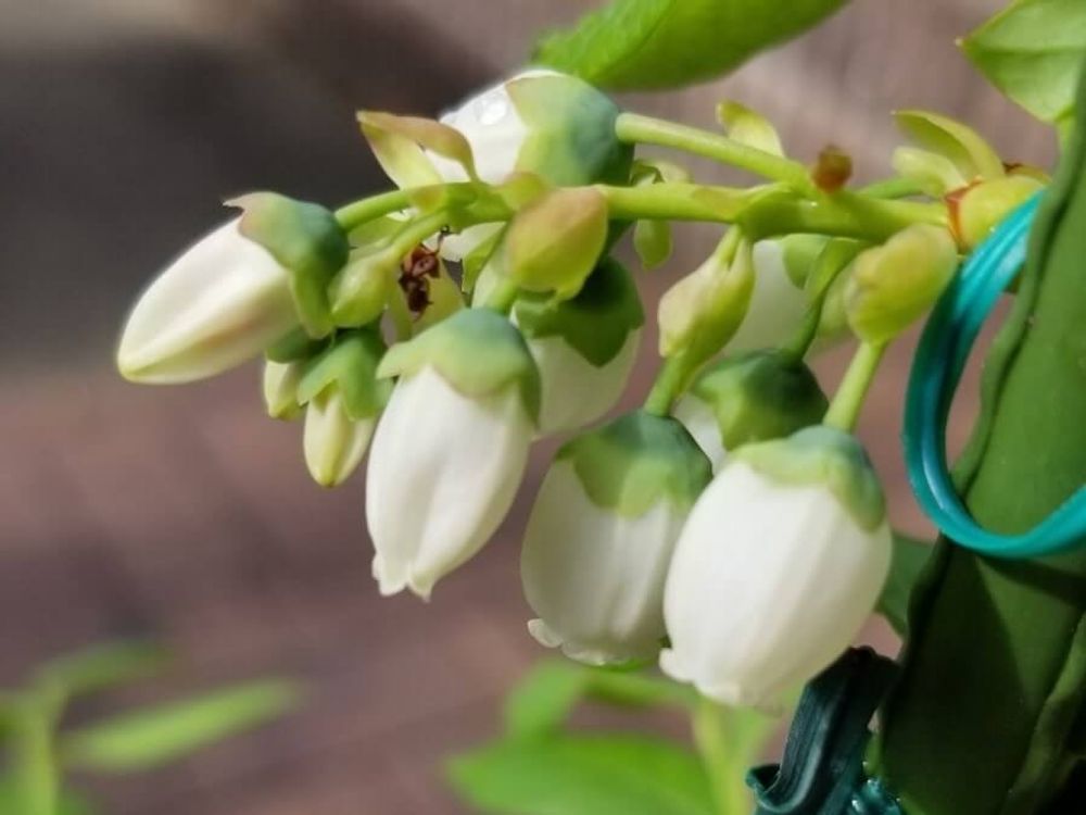 スパルタン　白い蕾