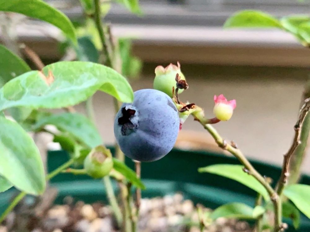 ブルーシャワー　実