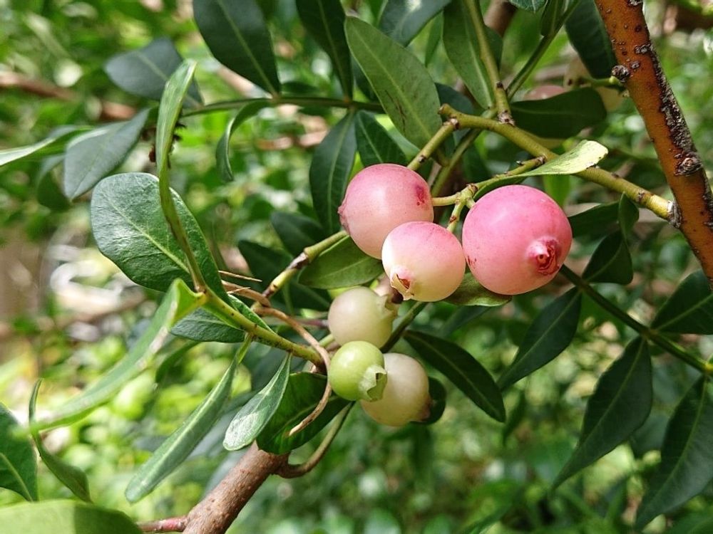 ピンクレモネード　赤い実