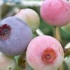 ブルーベリーの栄養｜効果・効能や保存方法、旬の時期や選び方は？の画像