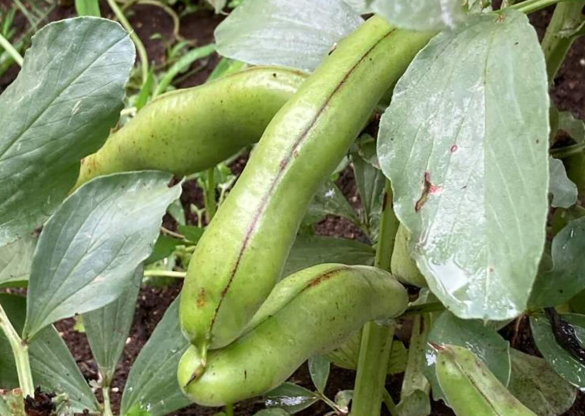 そら豆の栄養 効果 効能や保存方法 旬の時期や選び方は Greensnap グリーンスナップ