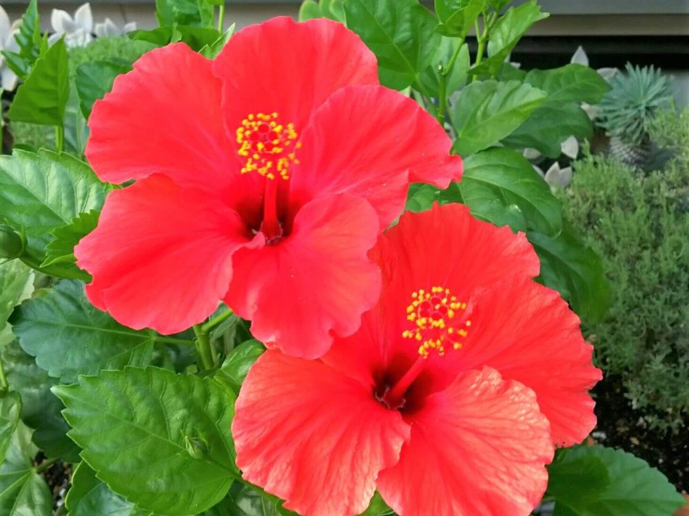 ハイビスカス　レッドスター