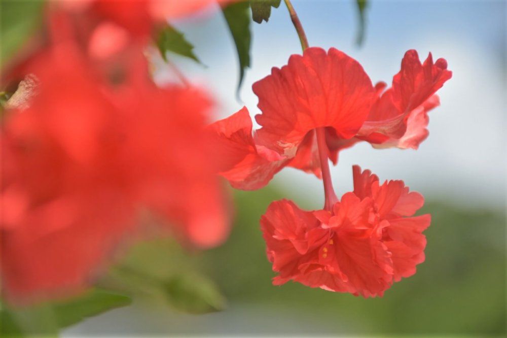 ハイビスカス　レッドフラミンゴ