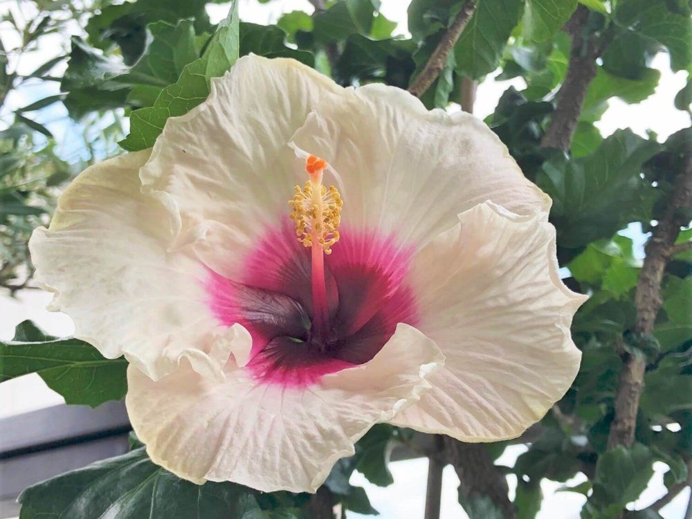 ハイビスカス　マドンナ